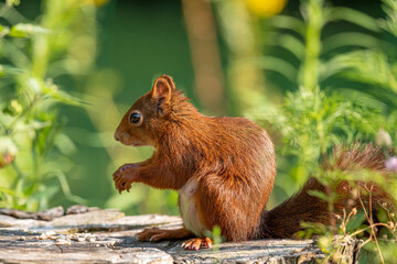 Eichhörnchen 