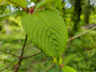 Kratom leaves herbs, Thai herbs Asia 