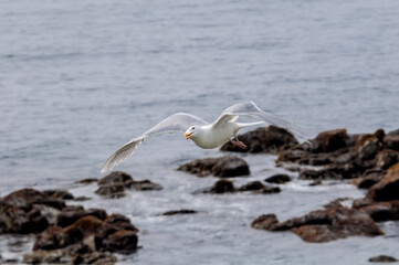 Fototapeta na wymiar Glaucous-winged Gull (Larus glaucescens) at Chowiet Island, Semidi Islands, Alaska, USA