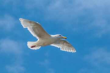 Glaucous-winged Gull (Larus glaucescens) at Chowiet Island, Semidi Islands, Alaska, USA