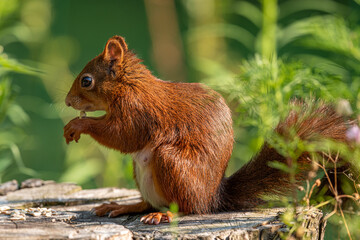 Eichhörnchen 