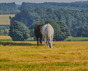 Fototapeta na wymiar Horses grazing in a field with woodland in the background.