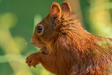 Eichhörnchen 