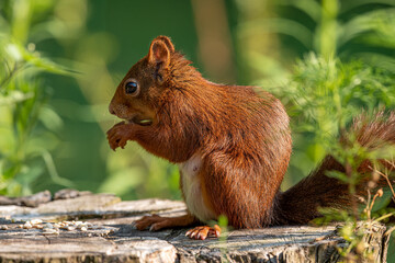 Eichhörnchen 