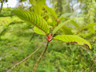 Kratom tree is leaves herbs, green leaves on a tree