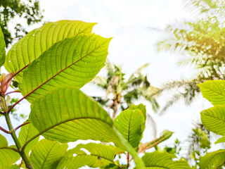 Kratom leaves, green leaves of blue sky