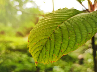 Kratom leaves,green leaves on a tree. Selective focus leaves