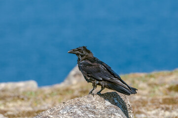 Raven (Corvus corax) at Chowiet Island, Semidi Islands, Alaska, USA