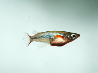 Schöne Oryzias woworae im Aquarium