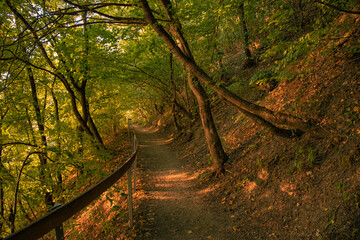 September beautiful park orange evening sun light dirt lonely trail path way between tree