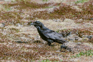 Raven (Corvus corax) at Chowiet Island, Semidi Islands, Alaska, USA