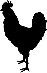 Rooster Silhouette
Silhouette of a rooster on white background
