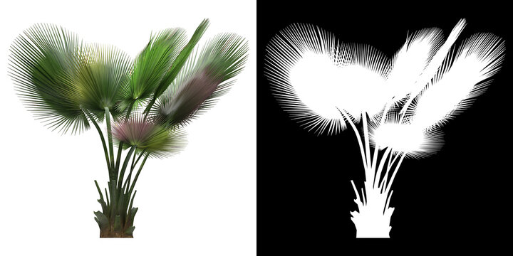 Front view of tree (Copernicia Baileyana) png with alpha channel to cutout 3D rendering. For forest and nature compositing.	