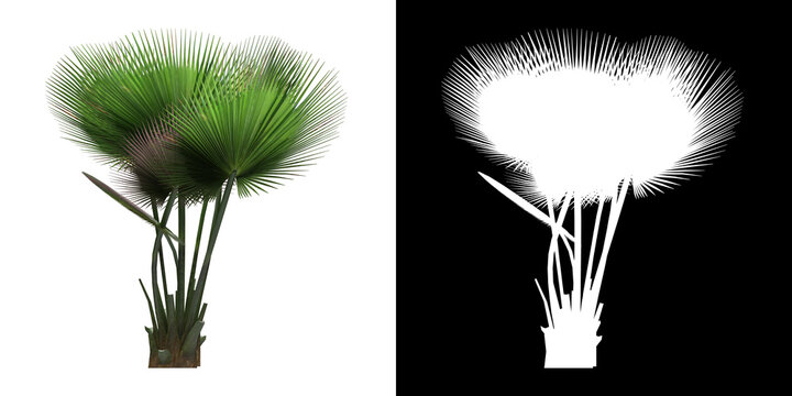 Left view of tree (Copernicia Baileyana) png with alpha channel to cutout 3D rendering. For forest and nature compositing.	