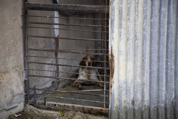 Abandoned hunting dog