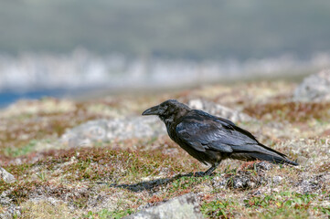 Raven (Corvus corax) at Chowiet Island, Semidi Islands, Alaska, USA