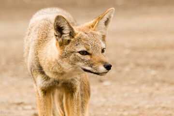 Patagonian Fox