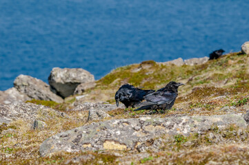 Raven (Corvus corax) at Chowiet Island, Semidi Islands, Alaska, USA