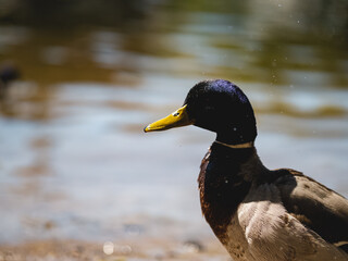 Close up of a mallard duck