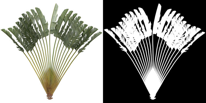 Front view of tree (Ravenala Madagascariensis) png with alpha channel to cutout 3D rendering. For forest and nature compositing.	