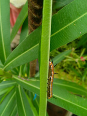 caterpillar on a leaf
