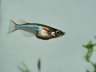 Schöne Oryzias woworae im Aquarium