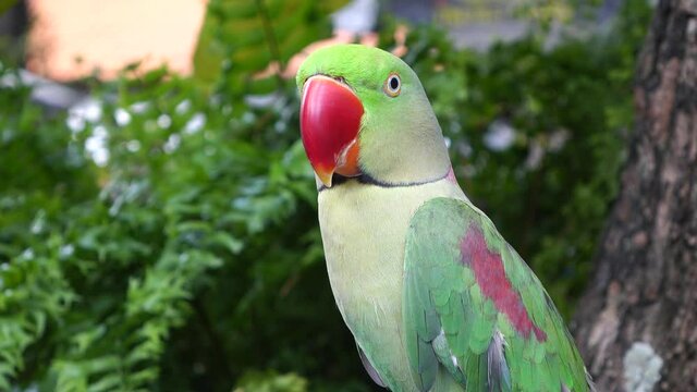 beautiful parrot colorful bird in natural