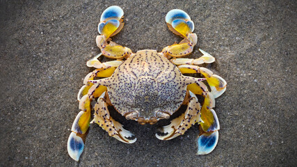 yellow and blue crab on the sand. this tough crustacean has a solid shell and strong claws to defend himself. macro photography seen from the top. a beach in Koh Lanta, Thailand