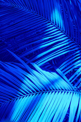 Large leaves of the palm trees coconut in blue color