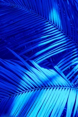 Fototapete Dunkelblau Große Blätter der Palmenkokosnuss in blauer Farbe