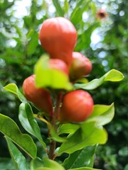 Pomegranate flower