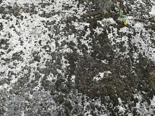 Obraz premium lichen on the rock