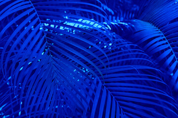 Large leaves of the palm trees coconut in blue color