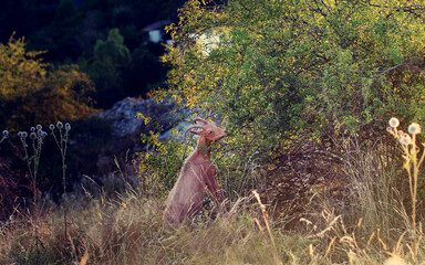 A young red-colored goat chews the leaves of a shrub on a Sunny summer day.