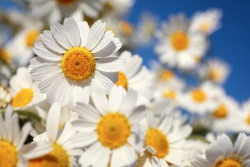 Obraz na płótnie Canvas Beautiful blooming chamomiles outdoors on sunny day, closeup