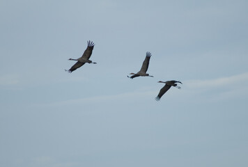 Common cranes Grus grus in flight. Gallocanta Lagoon Natural Reserve. Aragon. Spain.