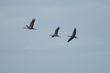 Common cranes Grus grus in flight. Gallocanta Lagoon Natural Reserve. Aragon. Spain.