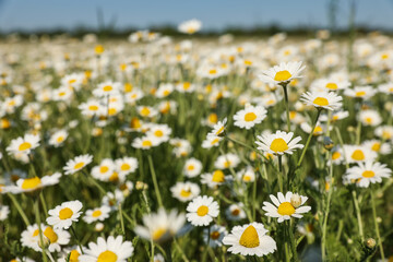 Closeup view of beautiful chamomile field on sunny day
