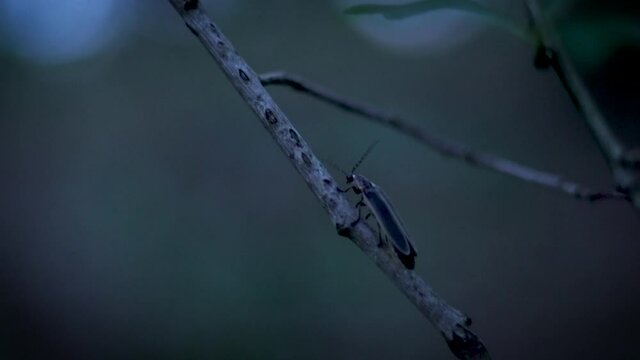 firefly bioluminescence at night forest