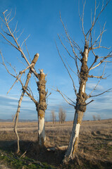 Trees in a plain. Gallocanta Lagoon Natural Reserve. Aragon. Spain.