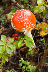 A poisonous Amanita muscaria mushroom on the forest floor near Talkeeetna, Alaska
