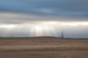Lights in a meadow. Gallocanta Lagoon Natural Reserve. Aragon. Spain.