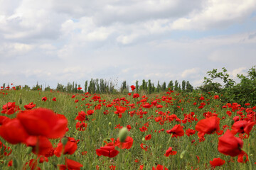 Beautiful red poppy flowers growing in field