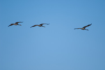 Common cranes Grus grus in flight. Gallocanta Lagoon Natural Reserve. Aragon. Spain.