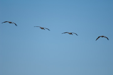 Common cranes Grus grus in flight. Gallocanta Lagoon Natural Reserve. Aragon. Spain.