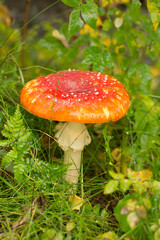 A Fly agaric (Amanita muscaria) mushroom on the forest floor near Talkeetna, Alaska