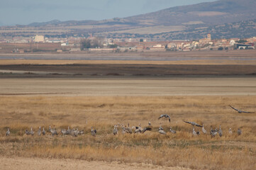 Common cranes Grus grus and Gallocanta village in the background. Gallocanta Lagoon Natural Reserve. Aragon. Spain.