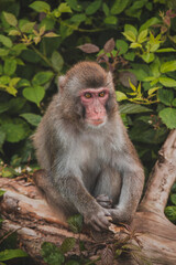 Macaca fuscata