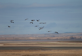 Common cranes Grus grus in flight. Gallocanta Lagoon Natural Reserve. Aragon. Spain.