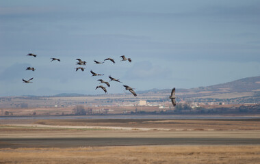 Common cranes Grus grus in flight. Gallocanta Lagoon Natural Reserve. Aragon. Spain.